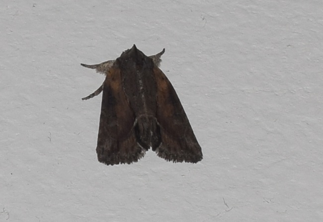 Bryophila raptricula?